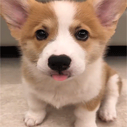 A tiny corgi puppy looking up shyly